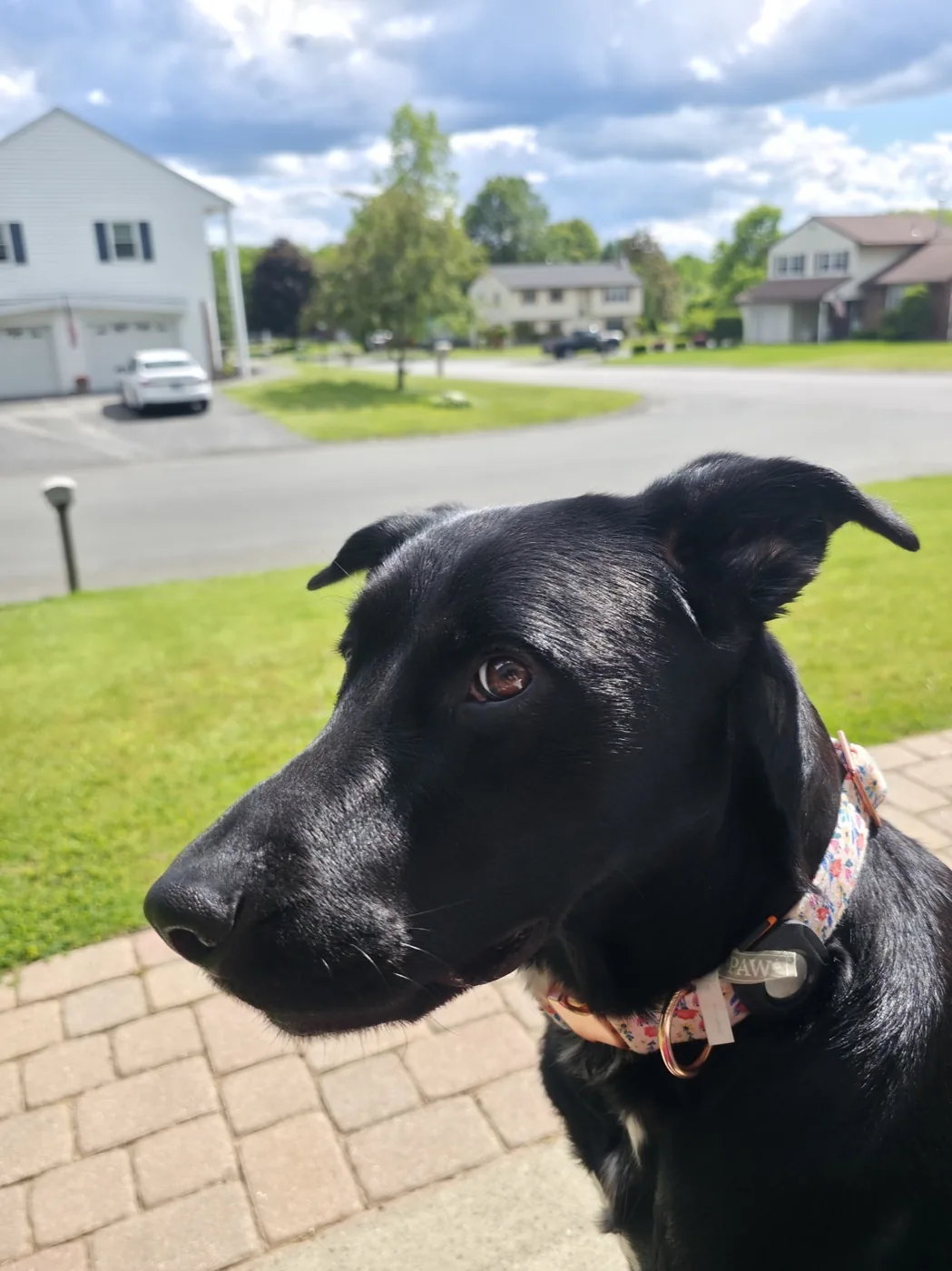 DookieDocs community moment — black lab on the front walk